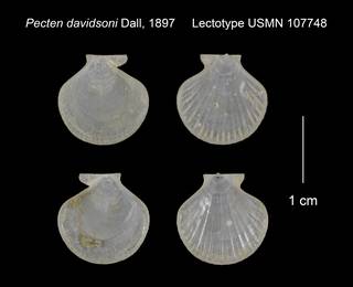 To NMNH Extant Collection (Pecten davidsoni Lectotype USMN 107748)