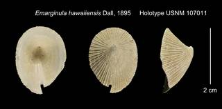To NMNH Extant Collection (Emarginula hawaiiensis Holotype USNM 107011)