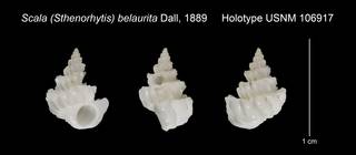 To NMNH Extant Collection (Scala Sthenorhytis belaurita Holotype USNM 106917)