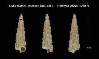 To NMNH Extant Collection (Scala Opalia concava Holotype USNM 106916)