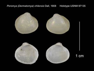 To NMNH Extant Collection (Poromya Dermatomya chilensis Holotype USNM 97135)