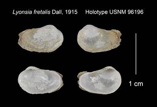 To NMNH Extant Collection (Lyonsia fretalis Holotype USNM 96196)