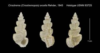 To NMNH Extant Collection (Cirsotrema Cirsotremopsis arcella Holotype USNM 83725)