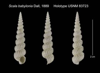 To NMNH Extant Collection (Scala babylonia Holotype USNM 83723)