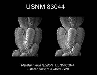 To NMNH Extant Collection (Metafannyella lepidota USNM 83044 view7n)