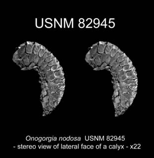 To NMNH Extant Collection (Onogorgia nodosa USNM 82945 view9h)