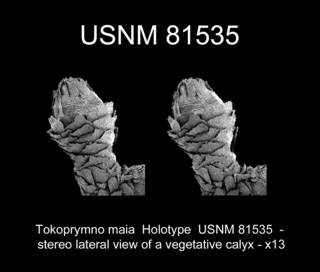 To NMNH Extant Collection (Tokoprymno maia Holotype USNM 81535 view15o)