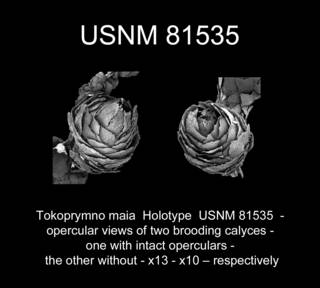 To NMNH Extant Collection (Tokoprymno maia Holotype USNM 81535 view15pq)