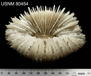 To NMNH Extant Collection (Cynarina lacrymalis USNM 80454 view 1)