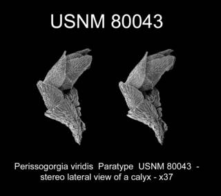 To NMNH Extant Collection (Perissogorgia viridis Paratype USNM 80043 view18a)