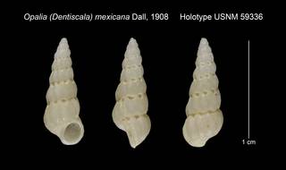 To NMNH Extant Collection (Opalia Dentiscala mexicana Holotype USNM 59336)