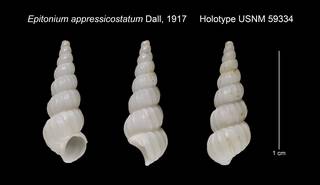 To NMNH Extant Collection (Epitonium appressicostatum Holotype USNM 59334)
