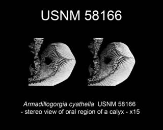 To NMNH Extant Collection (Armadillogorgia cyathella USNM 58166 view4b)