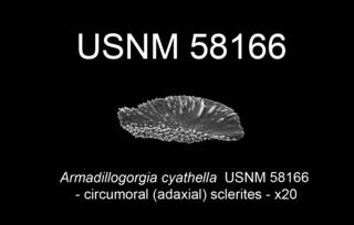 To NMNH Extant Collection (Armadillogorgia cyathella USNM 58166 view4c)