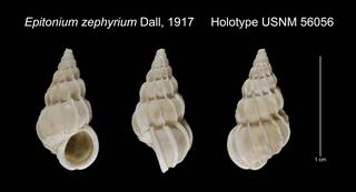 To NMNH Extant Collection (Epitonium zephyrium Holotype USNM 56056)
