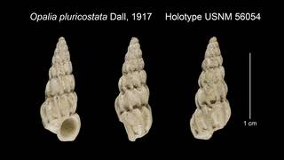 To NMNH Extant Collection (Opalia pluricostata Holotype USNM 56054)