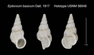 To NMNH Extant Collection (Epitonium basicum Holotype USNM 56049)