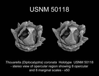 To NMNH Extant Collection (Thouarella Diplocalyptra coronata USNM 50118 view7a)