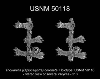 To NMNH Extant Collection (Thouarella Diplocalyptra coronata USNM 50118 view7b)
