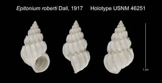 To NMNH Extant Collection (Epitonium roberti Holotype USNM 46251)