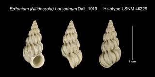To NMNH Extant Collection (Epitonium Nitidoscala barbarinum Holotype USNM 46229)
