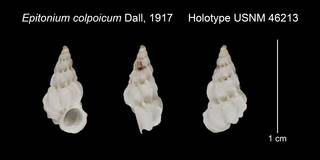 To NMNH Extant Collection (Epitonium colpoicum Holotype USNM 46213)