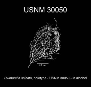 To NMNH Extant Collection (Plumarella spicata holotype USNM 30050 view1f)
