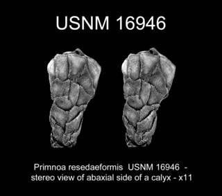 To NMNH Extant Collection (Primnoa resedaeformis USNM 16946 view13h)