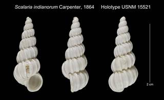To NMNH Extant Collection (Scalaria indianorum Holotype USNM 15521)