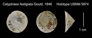 To NMNH Extant Collection (Calyptraea fastigiata Holotype USNM 5874)