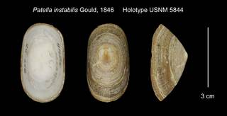 To NMNH Extant Collection (Patella instabilis Holotype USNM 5844)