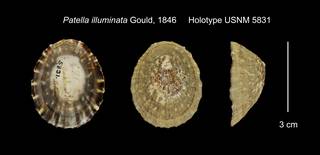 To NMNH Extant Collection (Patella illuminata Holotype USNM 5831)