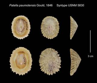 To NMNH Extant Collection (Patella paumotensis Syntype USNM 5830)