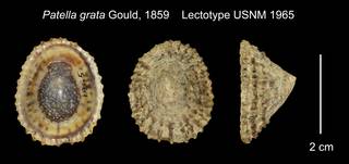 To NMNH Extant Collection (Patella grata Lectotype USNM 1965)
