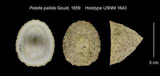 To NMNH Extant Collection (Patella pallida Holotype USNM 1643)