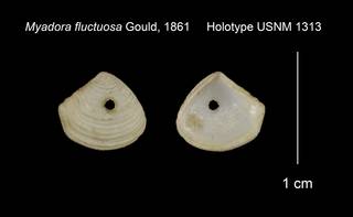 To NMNH Extant Collection (Myadora fluctuosa Holotype USNM 1313)