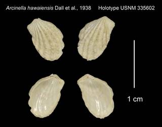 To NMNH Extant Collection (Arcinella hawaiensis Holotype USNM 335602)