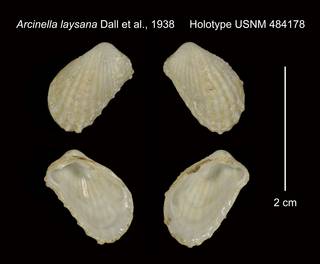 To NMNH Extant Collection (Arcinella laysana Holotype USNM 484178)