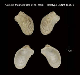 To NMNH Extant Collection (Arcinella thaanumi Holotype USNM 484176)