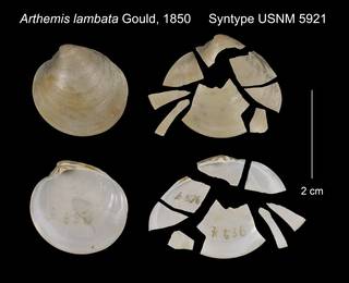 To NMNH Extant Collection (Arthemis lambata Syntype USNM 5921)