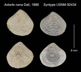 To NMNH Extant Collection (Astarte nana Syntype USNM 92434)