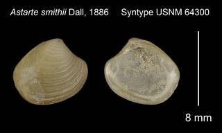 To NMNH Extant Collection (Astarte smithii Syntype USNM 64300)