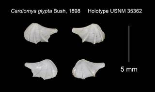 To NMNH Extant Collection (Cardiomya glypta Holotype USNM 35362)