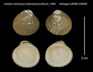 To NMNH Extant Collection (Cardita ventricosa redondoensis Holotype USNM 434053)