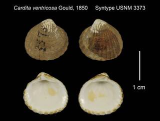 To NMNH Extant Collection (Cardita ventricosa Syntype USNM 3373)