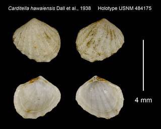 To NMNH Extant Collection (Carditella hawaiensis Holotype USNM 484175)