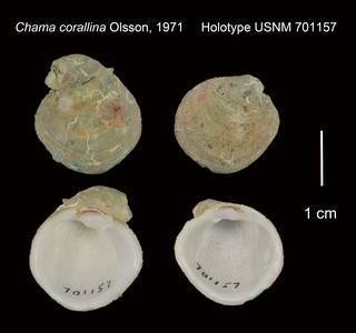 To NMNH Extant Collection (Chama corallina Holotype USNM 701157)
