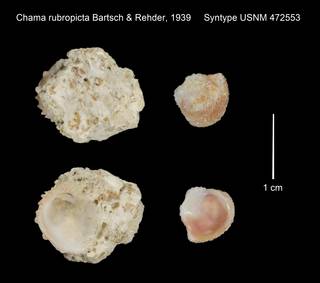 To NMNH Extant Collection (Chama rubropicta Syntype USNM 472553)