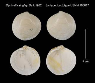 To NMNH Extant Collection (Cyclinella singleyi Syntype; Lectotype USNM 108817)