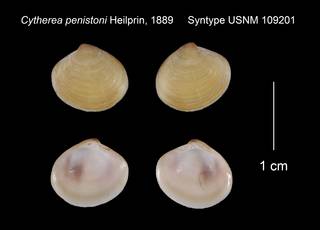 To NMNH Extant Collection (Cytherea penistoni Syntype USNM 109201)